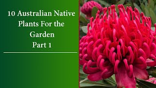 10 Colourful Australian Native Plants [upl. by Pallas]