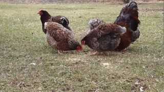 Blue Laced Red Wyandotte Chickens [upl. by Johann]