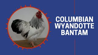 Columbian Wyandotte Bantam Chicken Breed Breeder Flock [upl. by Ayram90]