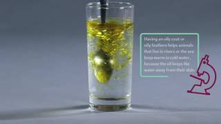 Pop Up Science Oil and Water [upl. by Sesmar]