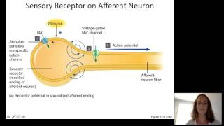 Lecture10 Sensory Physiology [upl. by Anai778]