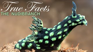 True Facts Freaky Nudibranchs [upl. by Ahsenra]