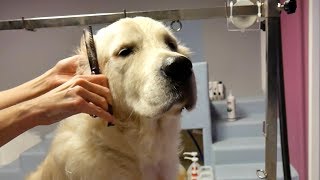 Grooming Guide  How to Groom a Golden Retriever 45 [upl. by Dorotea]