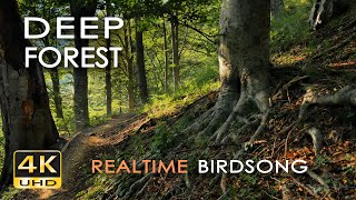 4K Deep Forest  8 Hours NO LOOP Birdsong  Robin amp Blackbird Singing  Relaxing Nature Ambiance [upl. by Dnarud]