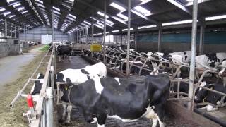 Dutch dairy farming [upl. by Anahcar]