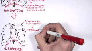 Mechanism of Breathing [upl. by Eitsim740]