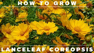 Coreopsis  Complete Grow and Care Guide [upl. by Mehs416]