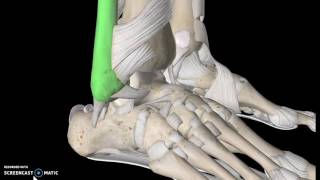 Foot Anatomy Tutorial Ligaments [upl. by Nnyrb]