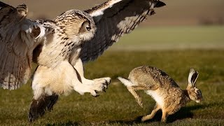 Owl Attacks Fearless Rabbit [upl. by Helban]