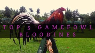 TOP 5 GAMEFOWL BLOODLINES [upl. by Marlane]