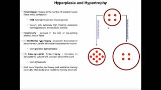 Hyperplasia Sarcoplasmic Hypertrophy amp Myofibrillar Hypertrophy [upl. by Patman]