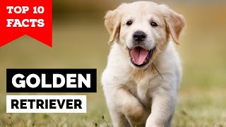 Golden Retriever  Top 10 Facts [upl. by Awe]