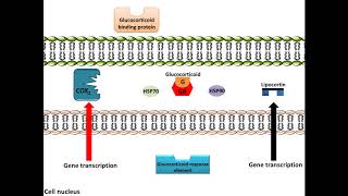 Glucocorticoids  AntiInflammation Mechanism of Action [upl. by Ardnasal608]