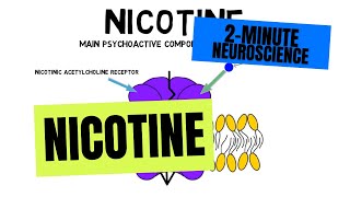 2Minute Neuroscience Nicotine [upl. by Bibah]