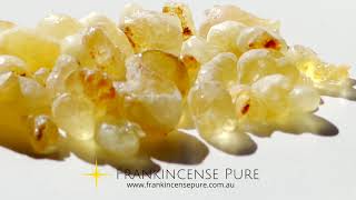 Frankincense Boswellia Carteri Oman [upl. by Ayotal]