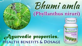 Bhumi amla Phyllanthus niruri  Ayurvedic properties Health benefits amp Dosage [upl. by Anrat]