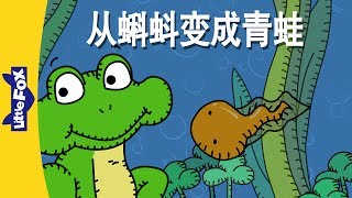 From Tadpole to Frog 从蝌蚪变成青蛙  Animals  Chinese  By Little Fox [upl. by Arimihc]