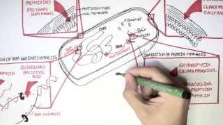 Microbiology  Antibiotics Mechanisms of Action [upl. by Crockett]