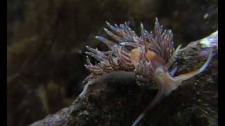 nudibranch eating nudibranchs [upl. by Winslow]