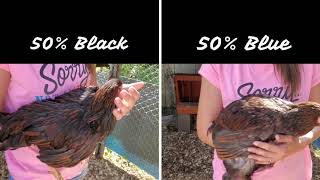 Color Genetics Breeding Wyandotte Chickens [upl. by Doxia225]