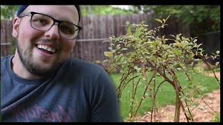 Planting A Dwarf Weeping Pussy Willow Tree  The Humble Gardener [upl. by Berey]