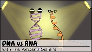 DNA vs RNA Updated [upl. by Chamberlin]