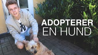 VI ADOPTERER EN GADEHUND [upl. by Welton158]