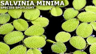 Salvinia Minima Aquarium Plant Care Guide and Species Spotlight [upl. by Petunia661]