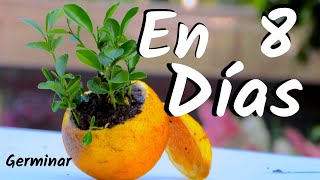 COMO OBTENER UNA PLANTA DE NARANJAS  GERMINAR NARANJAS  CITRICOS [upl. by Winzler]