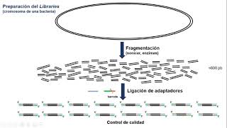 Método Illumina de secuenciación masiva de DNA [upl. by Adnohsirk]