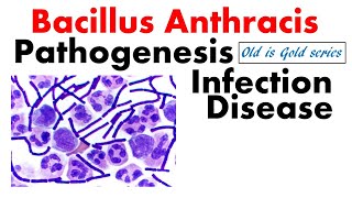 Bacillus anthracis Microbiology  Pathogenesis Culture and diseases [upl. by Ardyce]