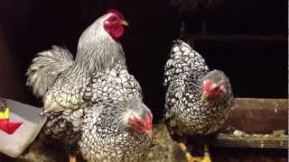 SILVER LACED WYANDOTTE BANTAMS FROM CHESHIRE POULTRY [upl. by Randolph]