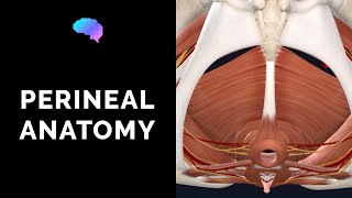 Anatomy of the Perineum 3D tutorial  UKMLA  CPSA  PLAB 2 [upl. by Elag]