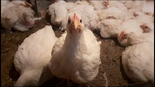 Отглеждане на пилета бройлери  broiler chickens [upl. by Mahan]