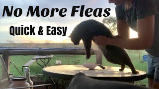 How to Use Diatomaceous Earth for Flea Powder [upl. by Nirek]