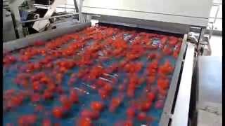 Tomato sorting machine Sentinel II  TOMRA Sorting [upl. by Ahseret]