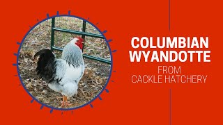 Columbian Wyandotte Chicken Breed Breeder Flock  Cackle Hatchery [upl. by Arimahs]