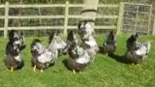 SILVER LACED WYANDOTTE HENS FROM CHESHIRE POULTRY [upl. by Amirak]