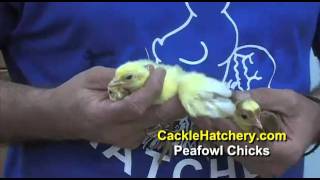 Peafowl Chicks  Cackle Hatchery [upl. by Enuahs]