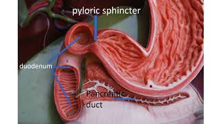 Medical terms 11 Gastrointestinal system [upl. by Olimac462]