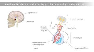 Le complexe hypothalamohypophysaire [upl. by Amimej]