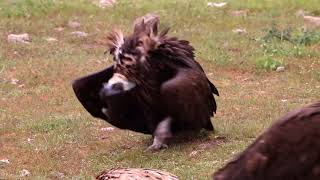 Eurasian Black Vulture Aegypius monachus aggresive walk [upl. by Nilam]