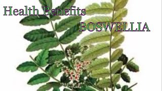 Health Benefits of Boswellia  What Is Boswellia Used For [upl. by Aufa]