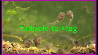 Tadpoles morphing into frogs [upl. by Squire960]