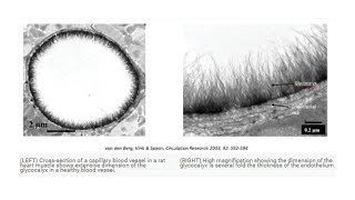 The Vascular Endothelial Growth Factor Part 2 [upl. by Icak]