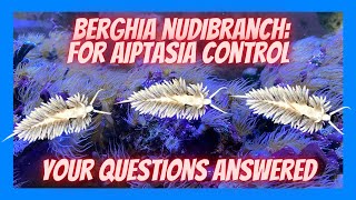 Questions You Might Have About Berghia Nudibranch for Aiptasia Removal  Salty Underground  Part 1 [upl. by Aneema]