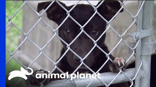 Villalobos Rescue Centre Helps Dogs Rescued From Fighting Rings  Pit Bulls amp Parolees [upl. by Herriott]