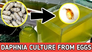 HOW TO HATCH DAPHNIA EGGS  HOW TO CULTURE DAPHNIA [upl. by Olwena]