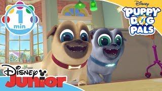 Puppy Dog Pals  Catch That Squirrel  Song 🐿  Disney Kids [upl. by Tnecniv612]