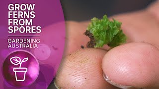 The dark art of propagating ferns from spores  Wow to  Gardening Australia [upl. by Thad]